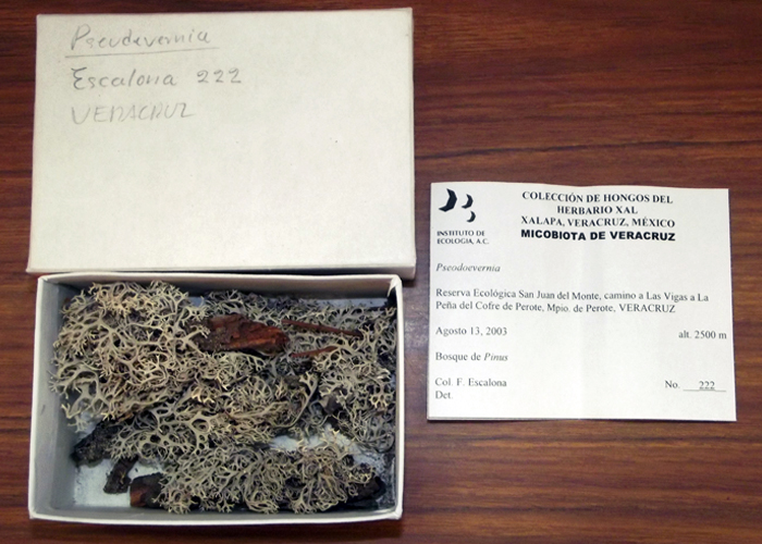 Pseudevernia sp